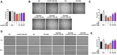 Corrigendum: NmFGF1-regulated glucolipid metabolism and angiogenesis improves functional recovery in a mouse model of diabetic stroke and acts via the AMPK signaling pathway